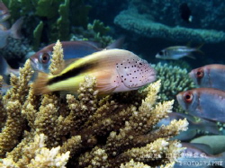 Freckled hawkfish on acropora coral by Laura Dinraths 